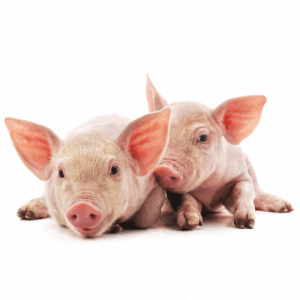 2 piglets