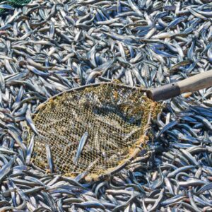 fishery materials